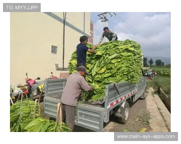 CS2队伍加入执行训练,烟闪配合更为成熟 CS2队伍加入执行训练,烟闪配合更为成熟